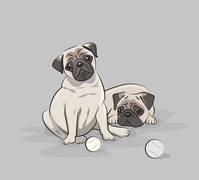 pugs, dogs, pet